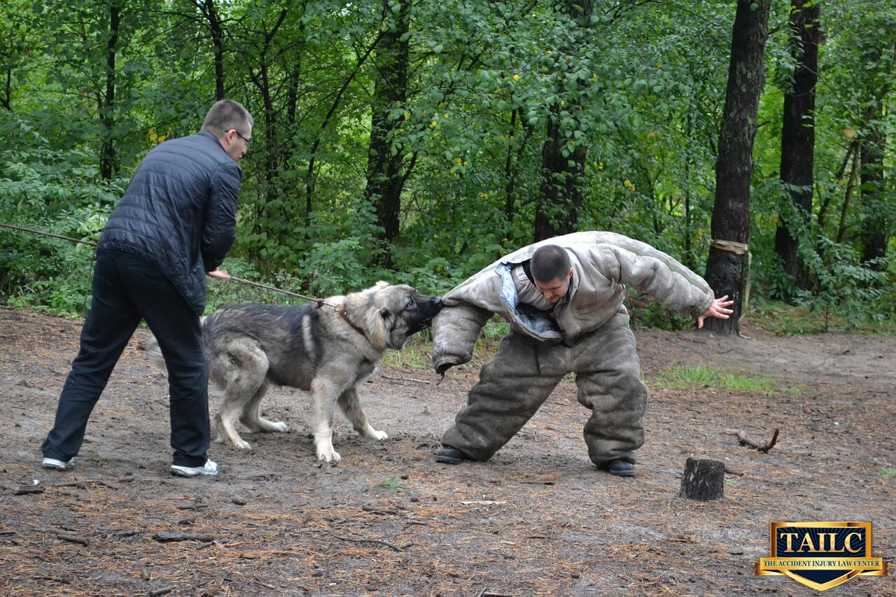 Key Steps to Follow after a Dog Attack-Orange county